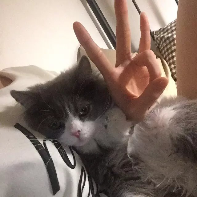 纪维瑗菁